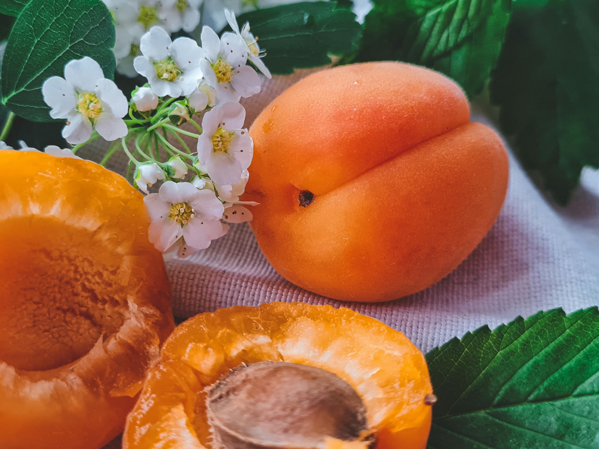 Fresh Ladakhi apricots with blossoms — the fruit of the valley